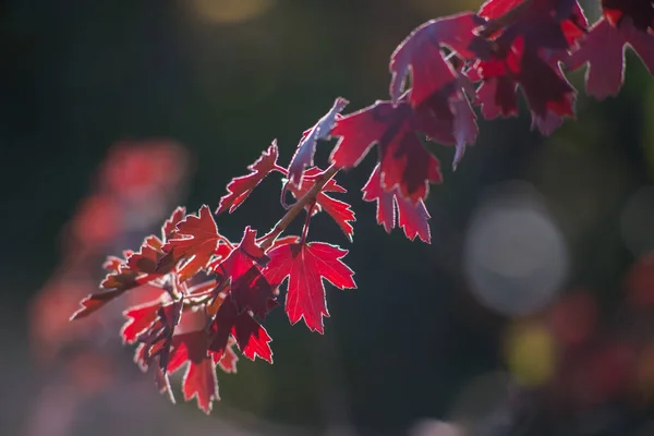 Multicolored Autumn Maple Leaves Background — Stock Photo, Image