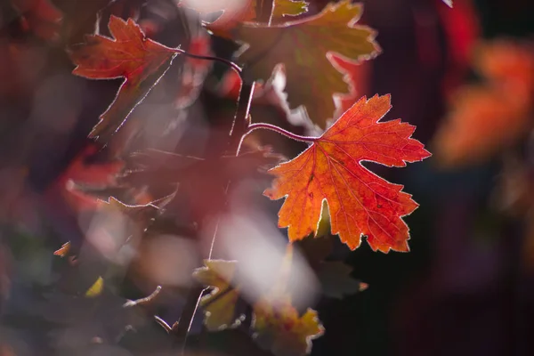 Folhas Bordo Outono Multicoloridas Como Fundo — Fotografia de Stock
