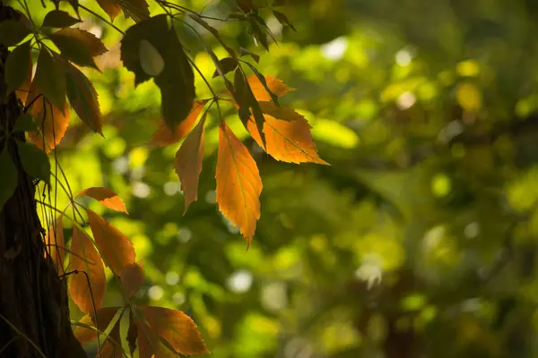 Multicolored Autumn Maple Leaves Background — Stock Photo, Image