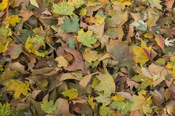 Arka plan olarak çok renkli sonbahar akçaağaç yaprakları.