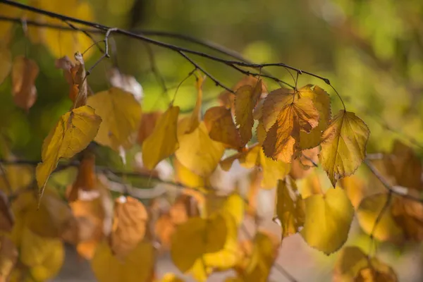 Multicolored Autumn Maple Leaves Background — Stock Photo, Image