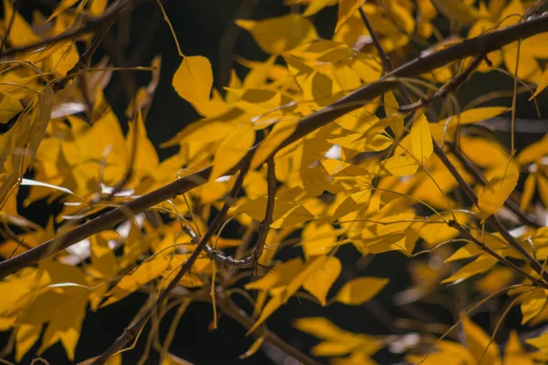 Multicolored Autumn Maple Leaves Background — Stock Photo, Image