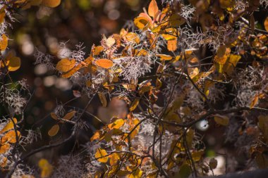 Toprakta sonbahar ayazı ve çimenler. arkaplan için doku