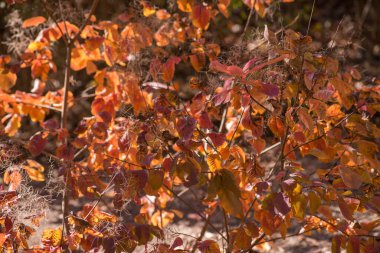 Toprakta sonbahar ayazı ve çimenler. arkaplan için doku