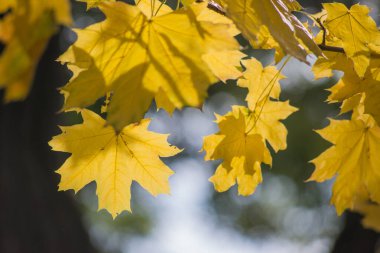 Toprakta sonbahar ayazı ve çimenler. arkaplan için doku