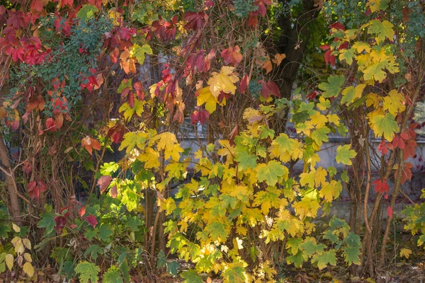 Herbstfröste Auf Boden Und Gras Textur Für Den Hintergrund — Stockfoto