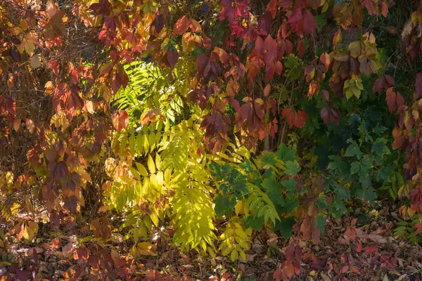 Toprakta Sonbahar Ayazı Çimenler Arkaplan Için Doku — Stok fotoğraf