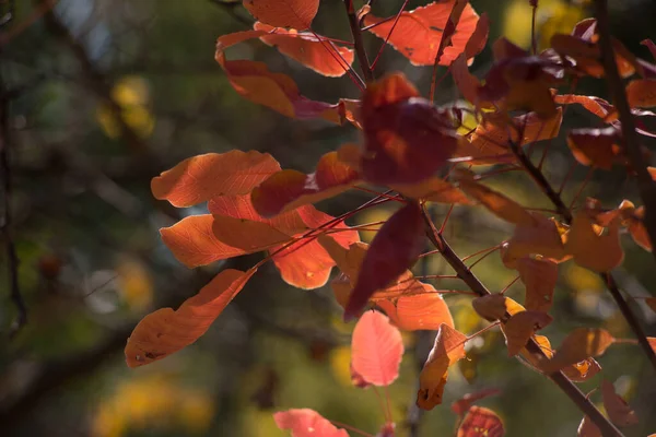 Heladas Otoño Suelo Hierba Textura Para Fondo — Foto de Stock