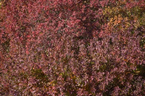 Осінні Морози Землі Траві Текстура Тла — стокове фото