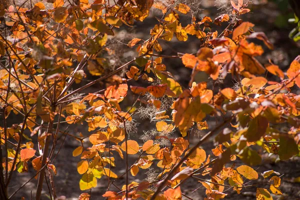 Gelée Automne Sur Sol Herbe Texture Pour Fond — Photo