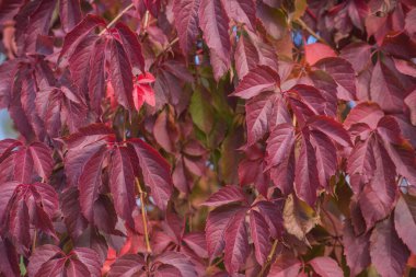 Toprakta sonbahar ayazı ve çimenler. arkaplan için doku