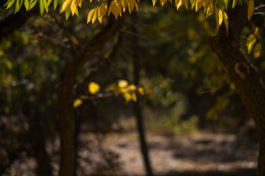 Toprakta sonbahar ayazı ve çimenler. arkaplan için doku