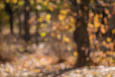Toprakta sonbahar ayazı ve çimenler. arkaplan için doku