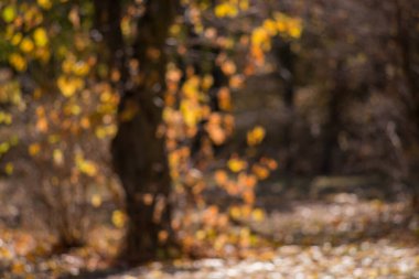 Toprakta sonbahar ayazı ve çimenler. arkaplan için doku
