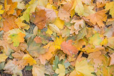 Toprakta sonbahar ayazı ve çimenler. arkaplan için doku