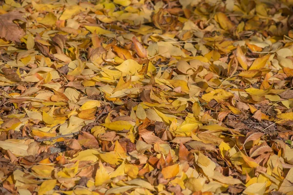 Herfst Vorst Grond Gras Textuur Voor Achtergrond — Stockfoto