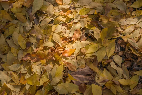 地面和草地上的秋霜 背景纹理 — 图库照片