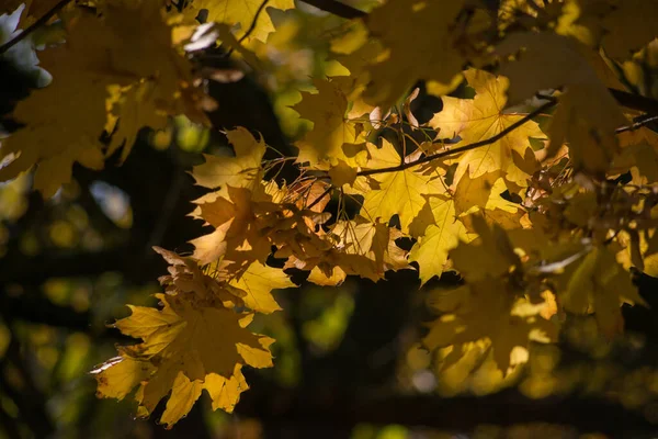 Herbstfröste Auf Boden Und Gras Textur Für Den Hintergrund — Stockfoto