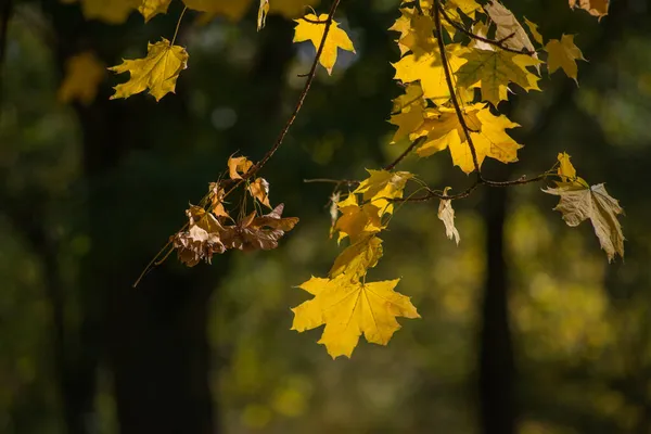 Herbstfröste Auf Boden Und Gras Textur Für Den Hintergrund — Stockfoto