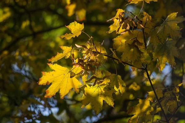 Herbstfröste Auf Boden Und Gras Textur Für Den Hintergrund — Stockfoto