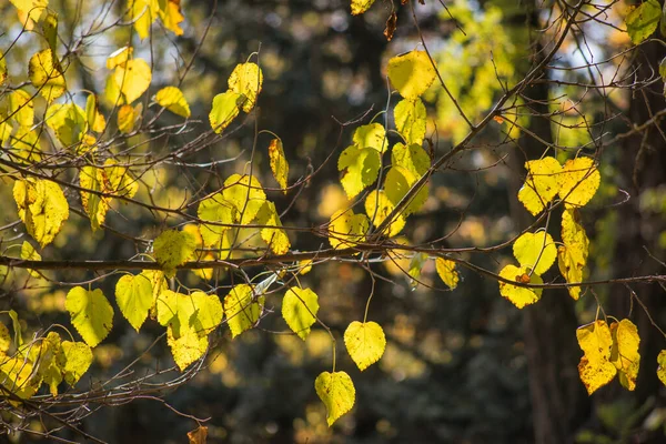 Heladas Otoño Suelo Hierba Textura Para Fondo — Foto de Stock