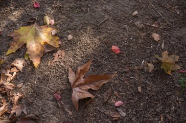 Toprakta sonbahar ayazı ve çimenler. arkaplan için doku