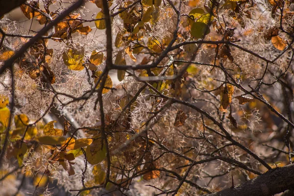 Осенние Морозы Земле Трава Текстура Фона — стоковое фото