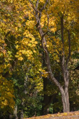 Arka plan olarak çok renkli sonbahar akçaağaç yaprakları.