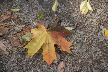 Arka plan olarak çok renkli sonbahar akçaağaç yaprakları.