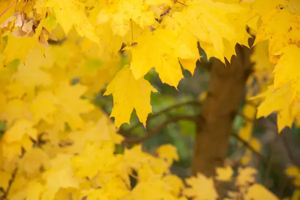 Multicolore Autunno Foglie Acero Come Sfondo — Foto Stock