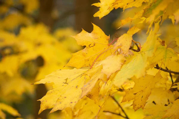 Flerfärgad Höst Lönn Blad Som Bakgrund — Stockfoto