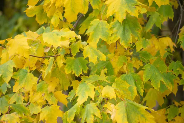Bunte Herbst Ahornblätter Als Hintergrund — Stockfoto
