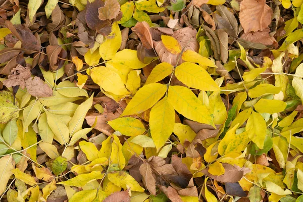 Bunte Herbst Ahornblätter Als Hintergrund — Stockfoto