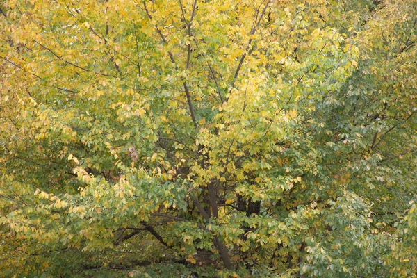 Hojas Arce Otoño Multicolor Como Fondo —  Fotos de Stock