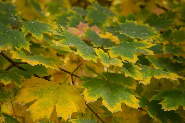 Multicolore Autunno Foglie Acero Come Sfondo — Foto Stock