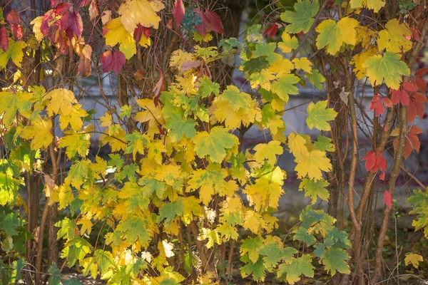 Bunte Herbst Ahornblätter Als Hintergrund — Stockfoto