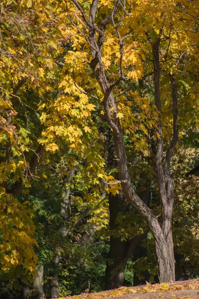 Arka plan olarak çok renkli sonbahar akçaağaç yaprakları.