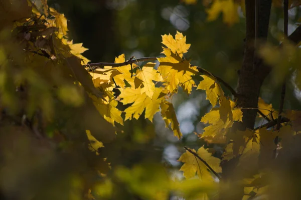 단풍나무 잎들의 — 스톡 사진