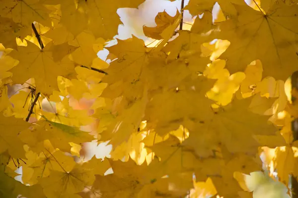 Flerfärgad Höst Lönn Blad Som Bakgrund — Stockfoto