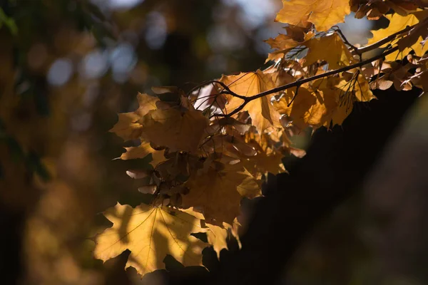 Flerfärgad Höst Lönn Blad Som Bakgrund — Stockfoto