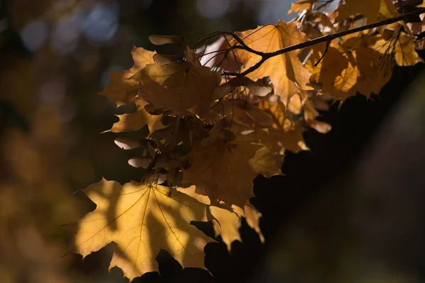 단풍나무 잎들의 — 스톡 사진