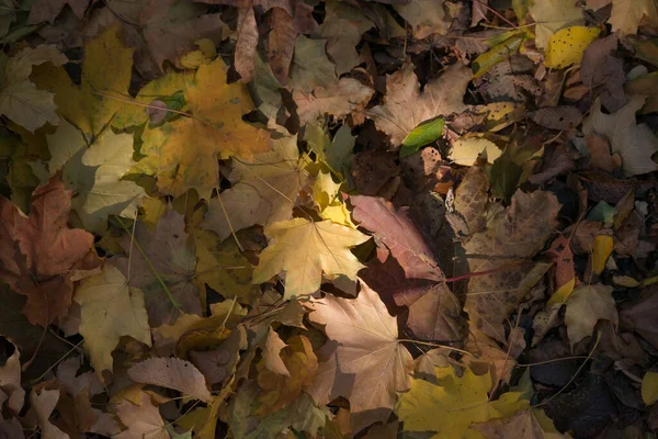 Різнокольорові Осінні Кленові Листя Фон — стокове фото
