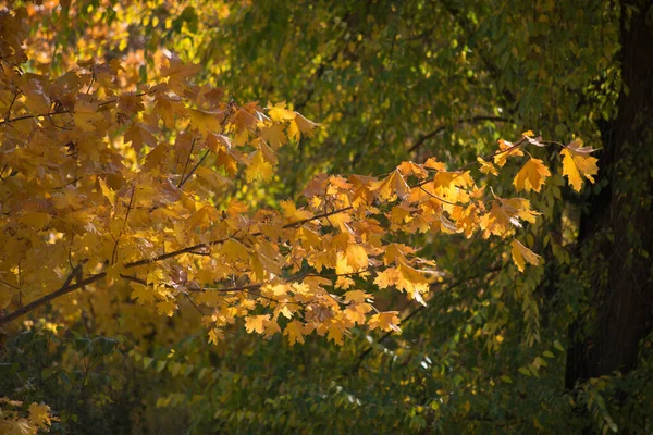 Цветные Осенние Кленовые Листья Качестве Фона — стоковое фото