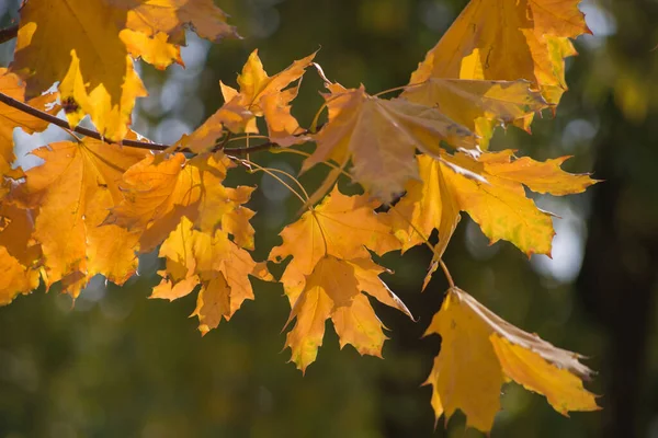 Folhas Bordo Outono Multicoloridas Como Fundo — Fotografia de Stock