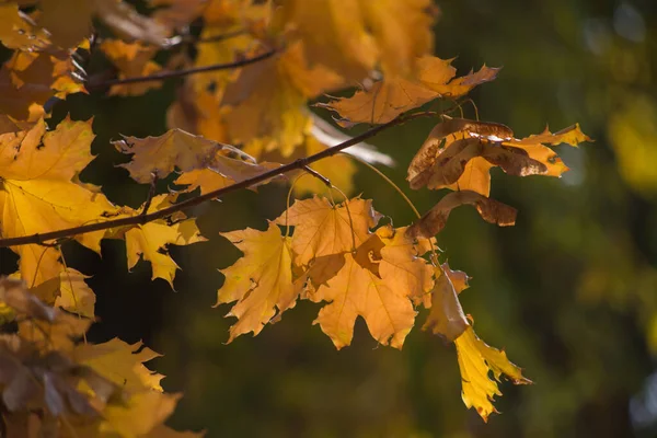 Pestrobarevné Podzimní Javorové Listy Jako Pozadí — Stock fotografie
