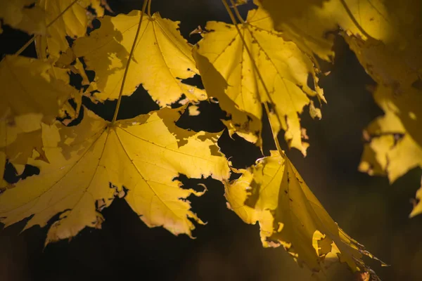 Flerfärgad Höst Lönn Blad Som Bakgrund — Stockfoto