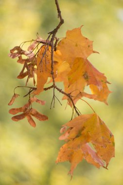 Arka plan olarak çok renkli sonbahar akçaağaç yaprakları.