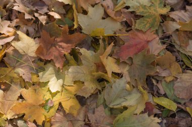 Arka plan olarak çok renkli sonbahar akçaağaç yaprakları.