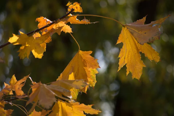 Flerfärgad Höst Lönn Blad Som Bakgrund — Stockfoto