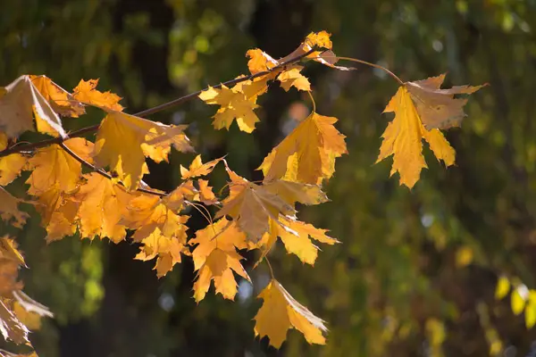 Flerfärgad Höst Lönn Blad Som Bakgrund — Stockfoto